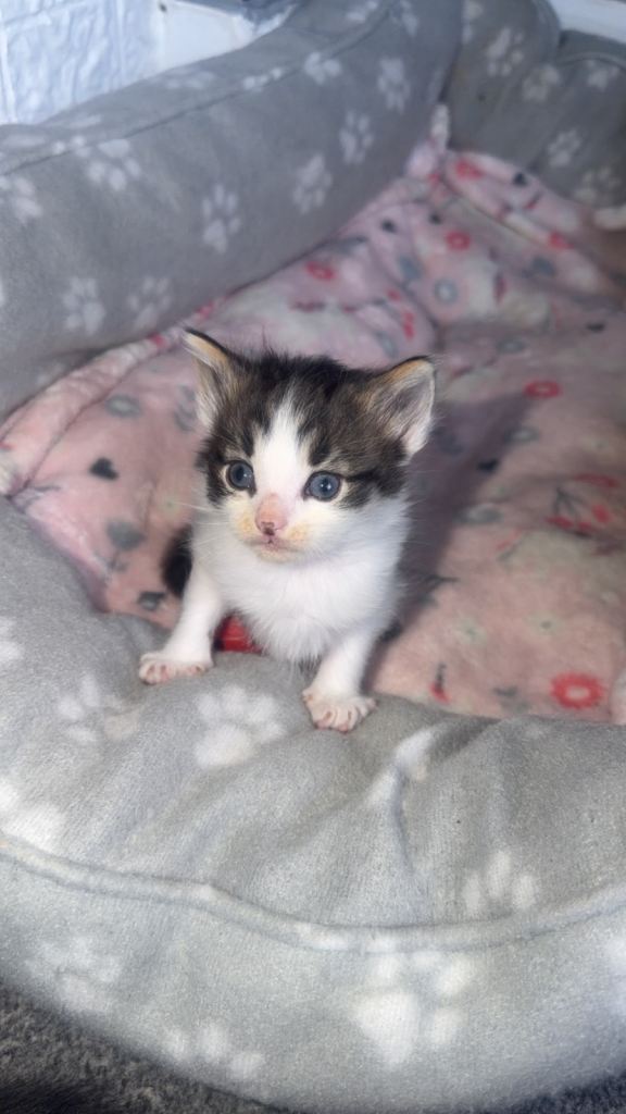 Long haired Kitten for sale 