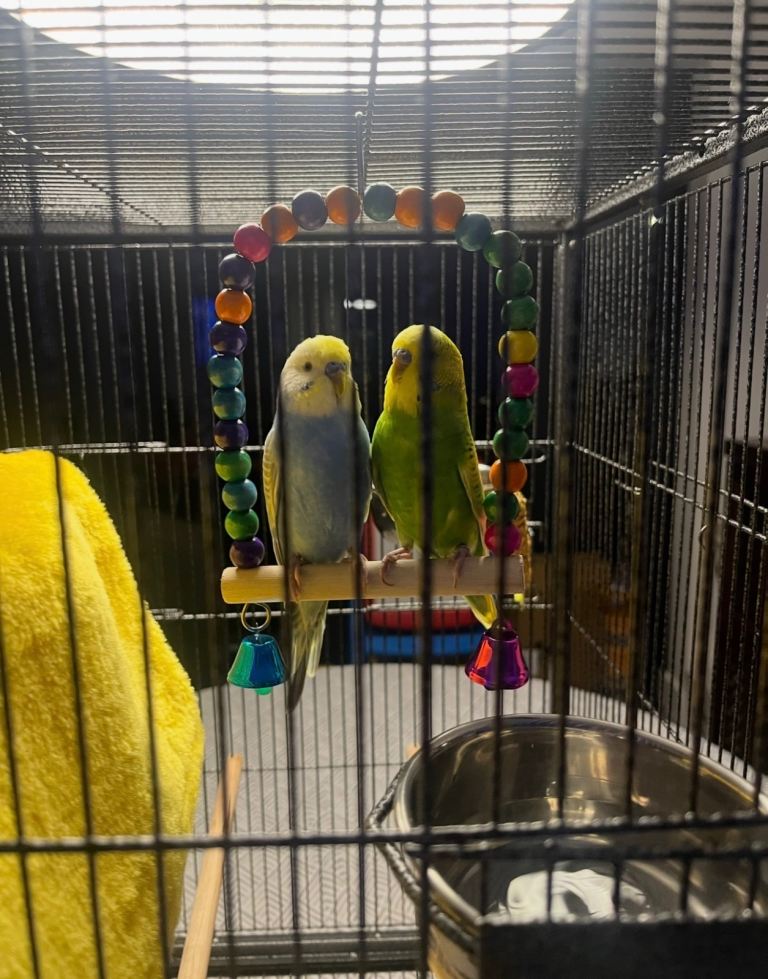 2 budgies 