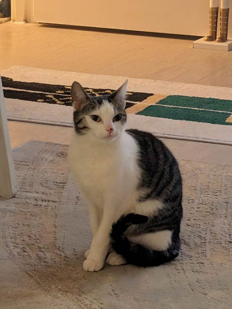 Domestic short hair cat