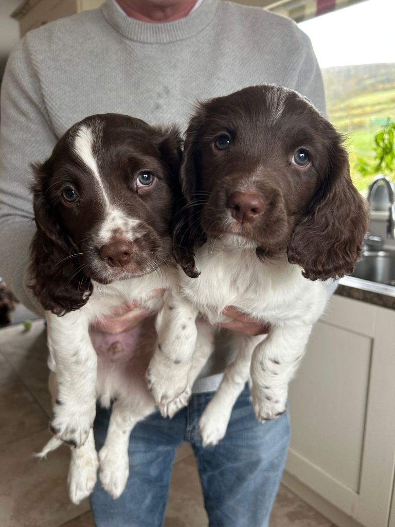 Springer Spaniel Puppies