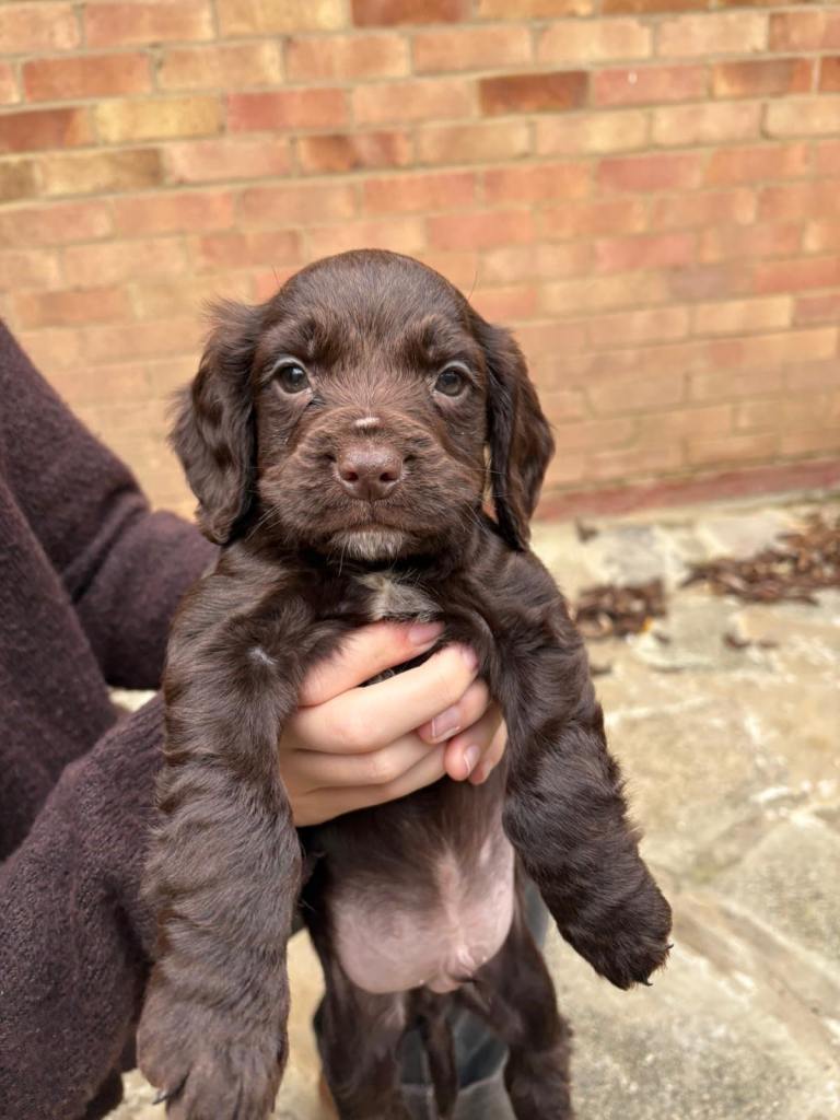 Loving home needed for our puppy