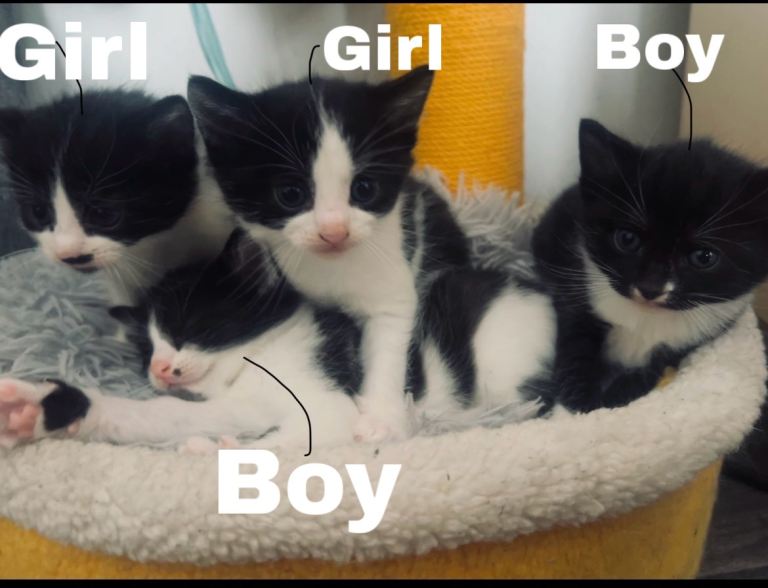 Black and white kittens 