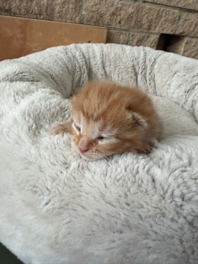 Kittens for sale 