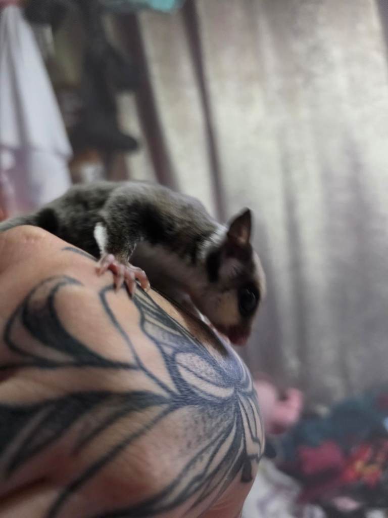 Female sugar gliders