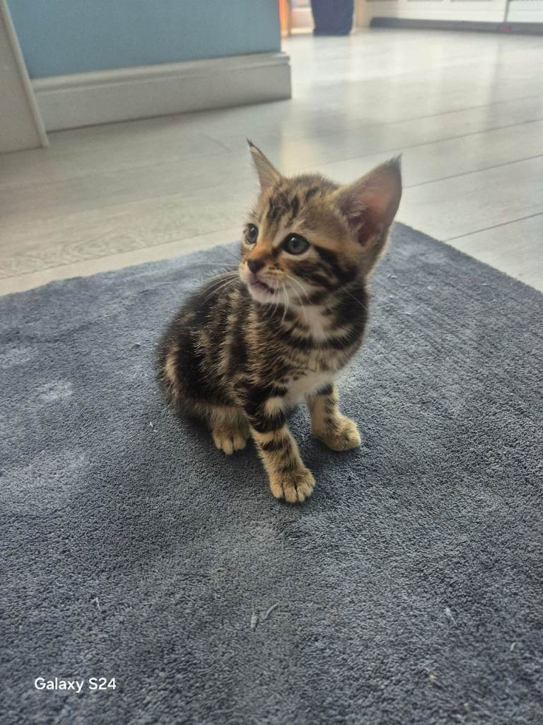 Kitten for sale 