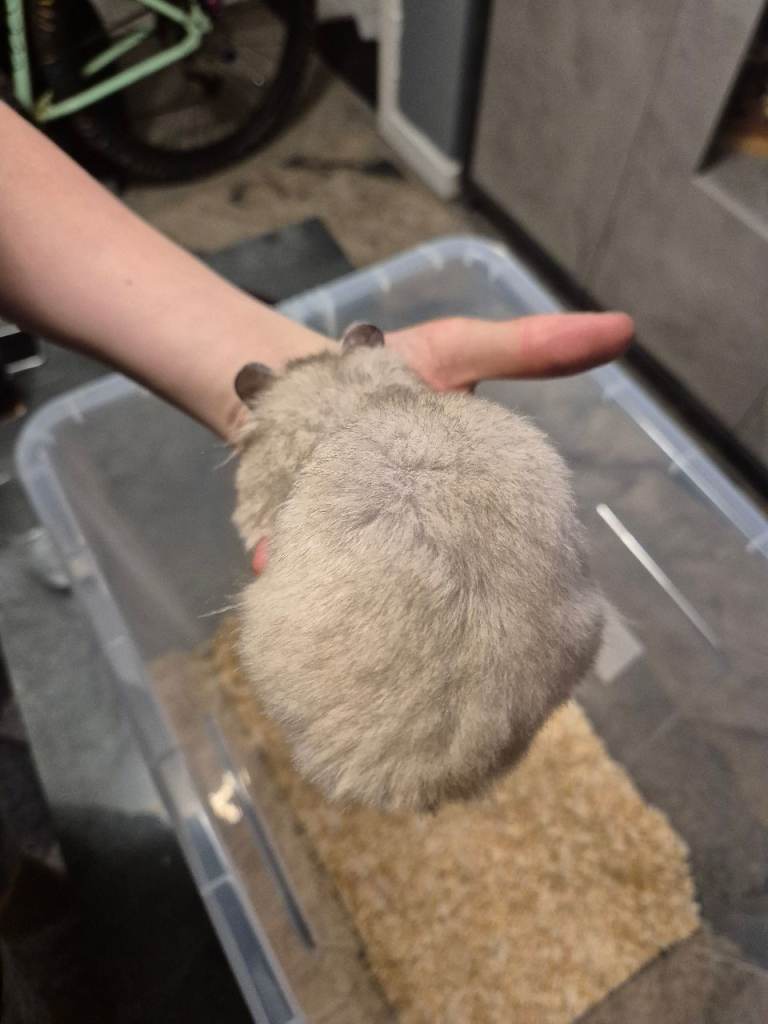 Long haired hampsters 