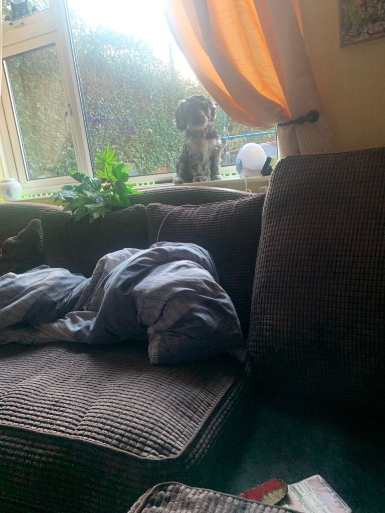 Girl 4 moths old merle cockapoo f1