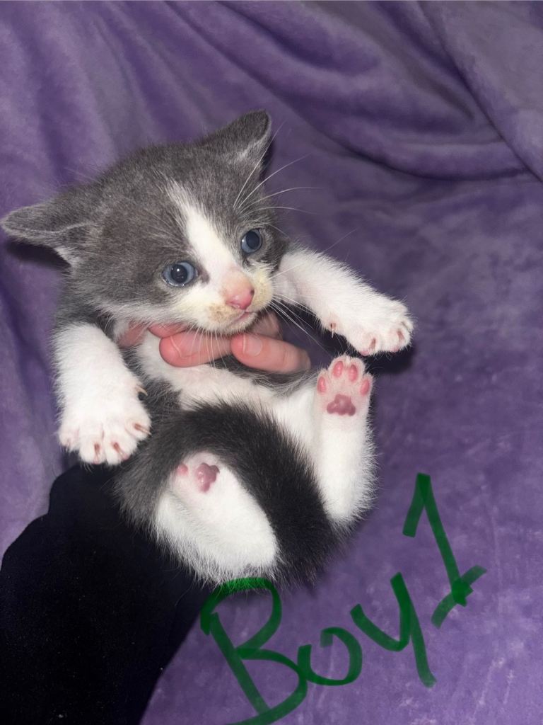 Mixed breed kittens 