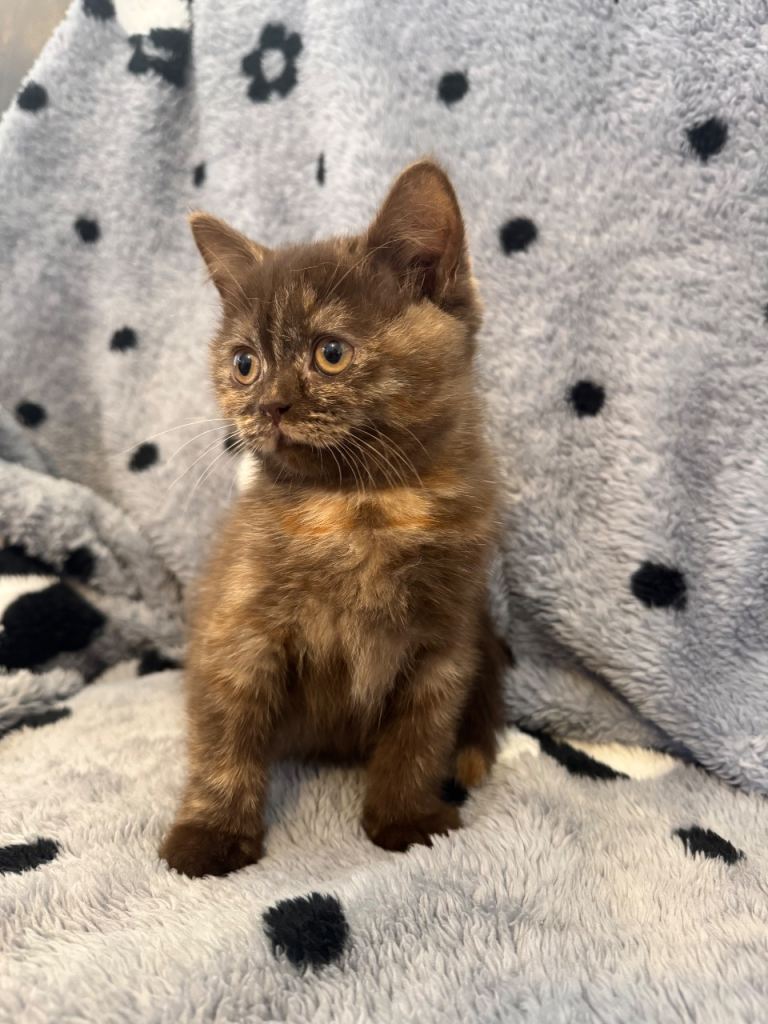 Last beautiful gccf British short hair kitten 