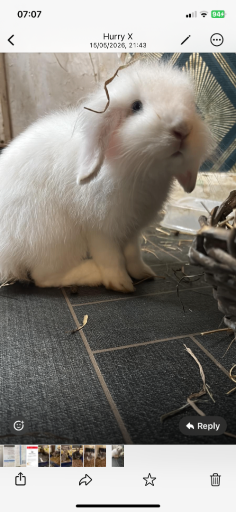 Cute bunnies 