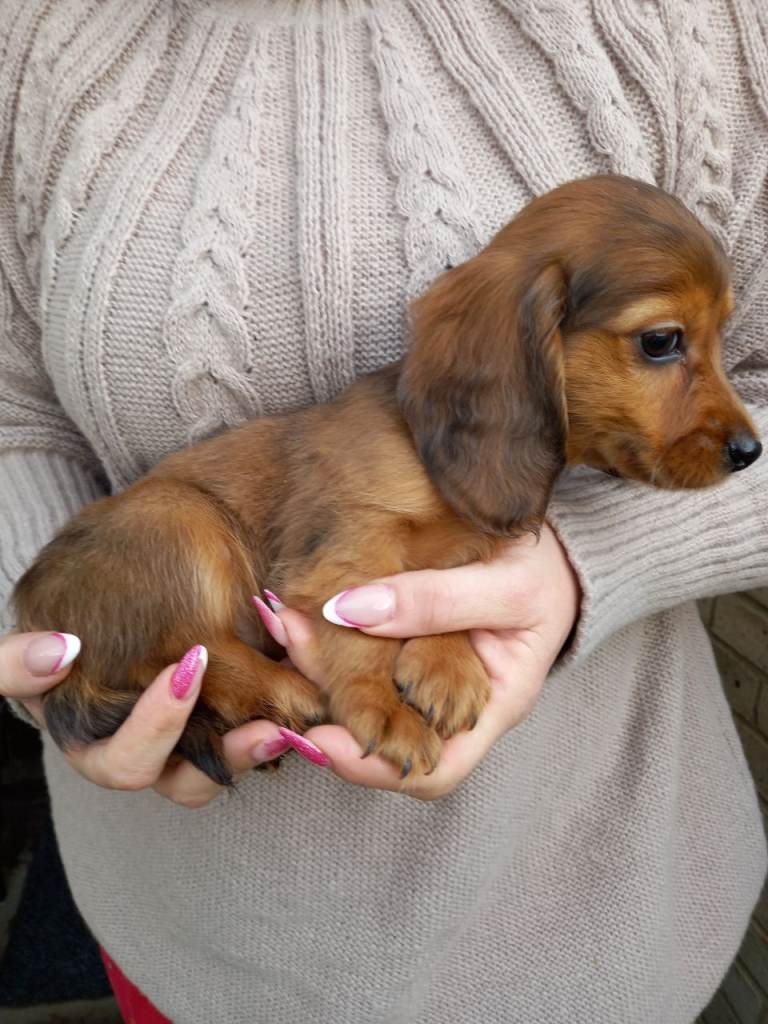 miniature dachshund puppies