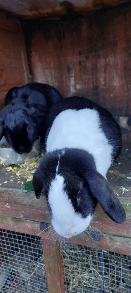 2x rabbits and hutch