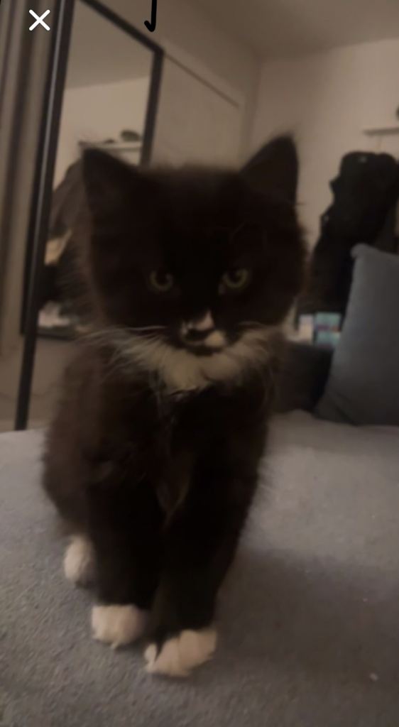 Male kitten domestic longhair