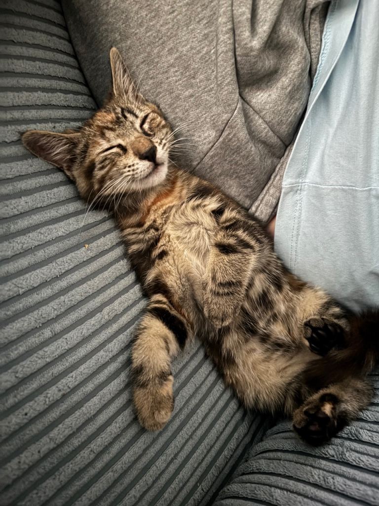 Female 13 old bengal