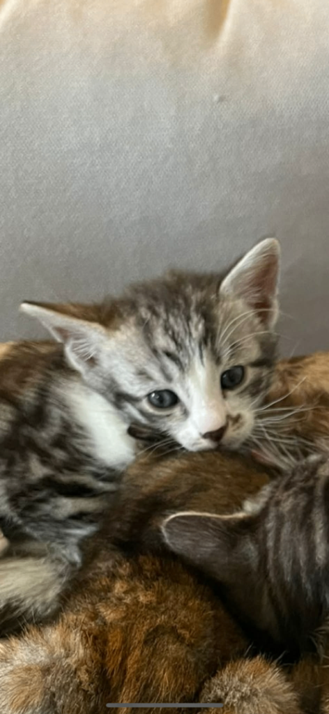 Bengal cross kittens