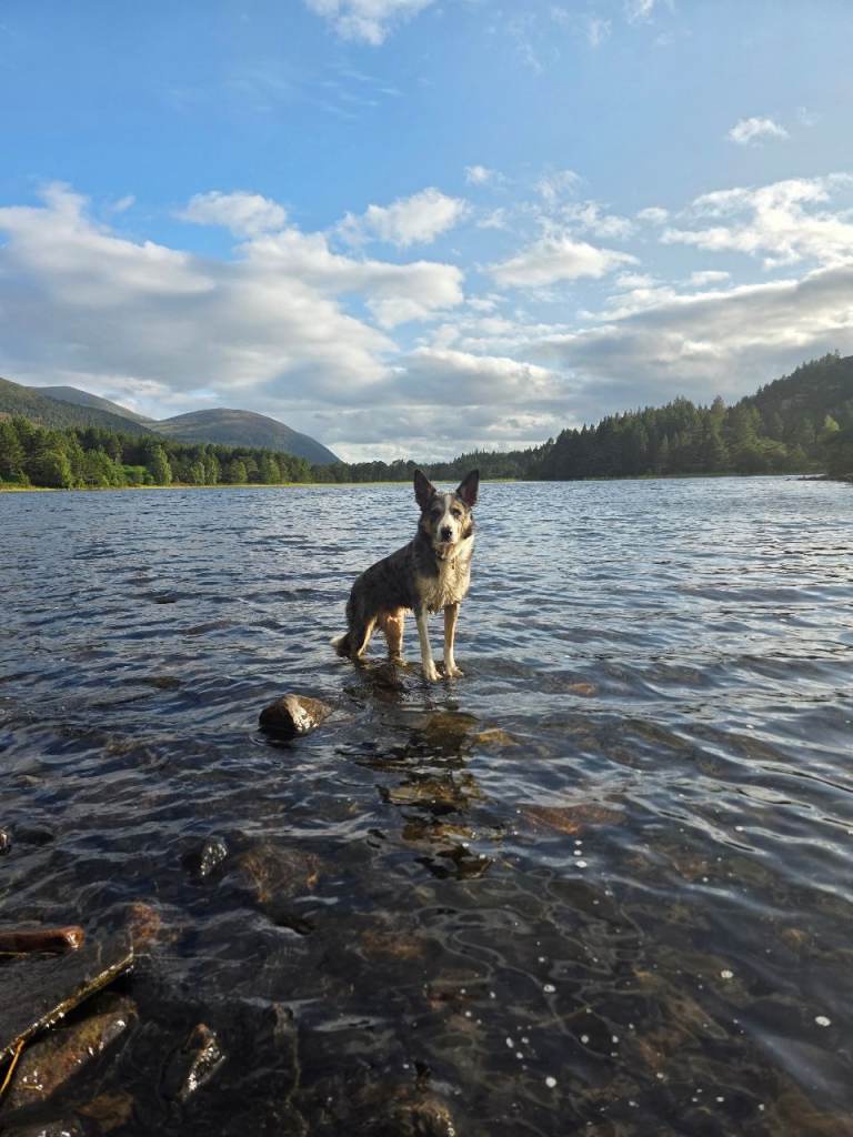 Blue merle border collie for sale