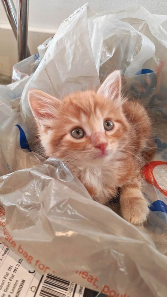 Fluffy cute ginger kittens 
