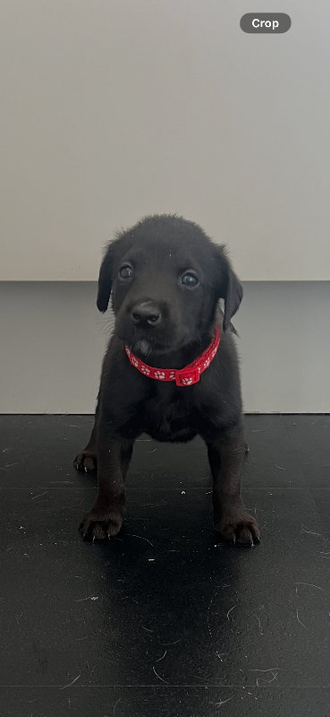 1 pup left ready to leave Labrador / kelpie puppies / pup