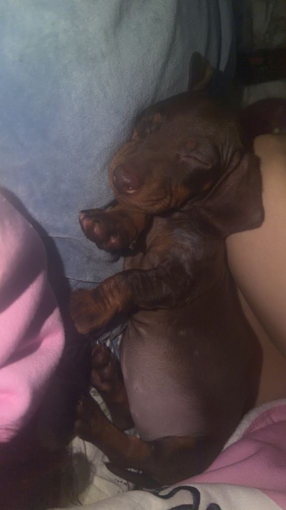 Mini dachshund 
