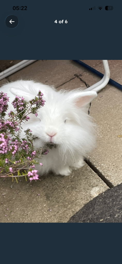 13 weeks old rabbits 