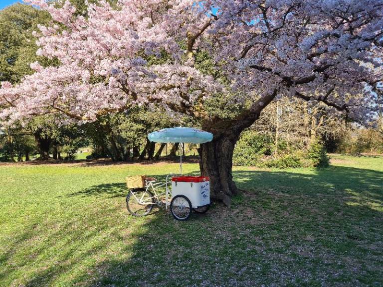 Ice Cream Tricycle with Umbrella – Perfect for Events