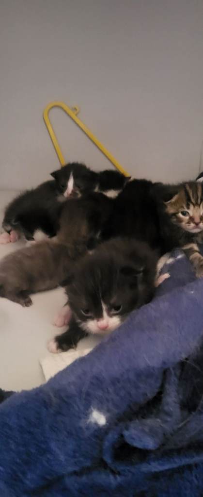 Cute ragdoll mix kittens for sale