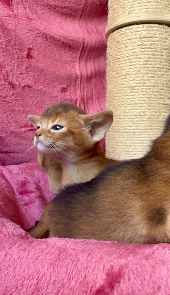  Beautiful GCCF Registered Abyssinian Kittens 💙❤️