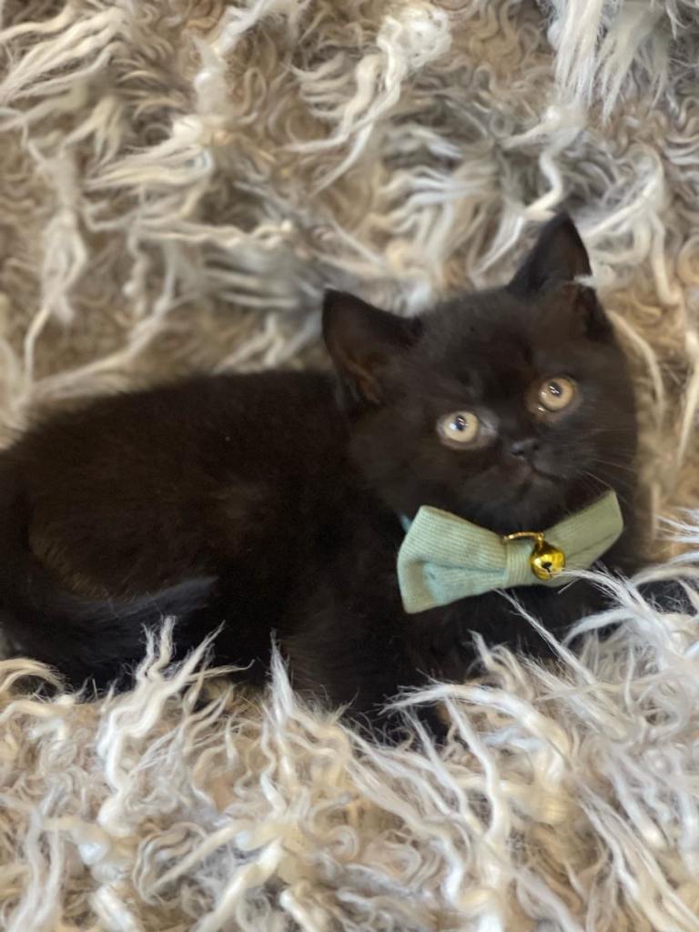 BRITISH SHORTHAIR DARK CHOCOLATE BROWN 