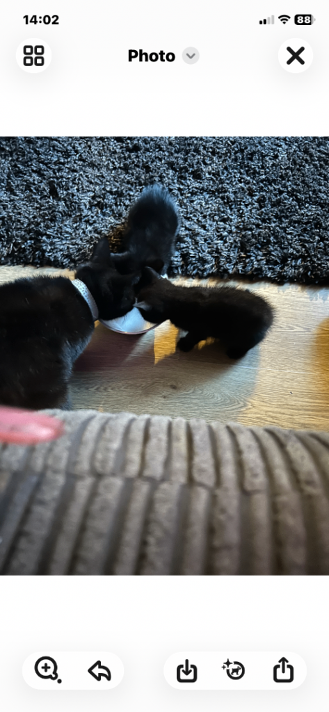 9 weeks old kitten one boy one girl 