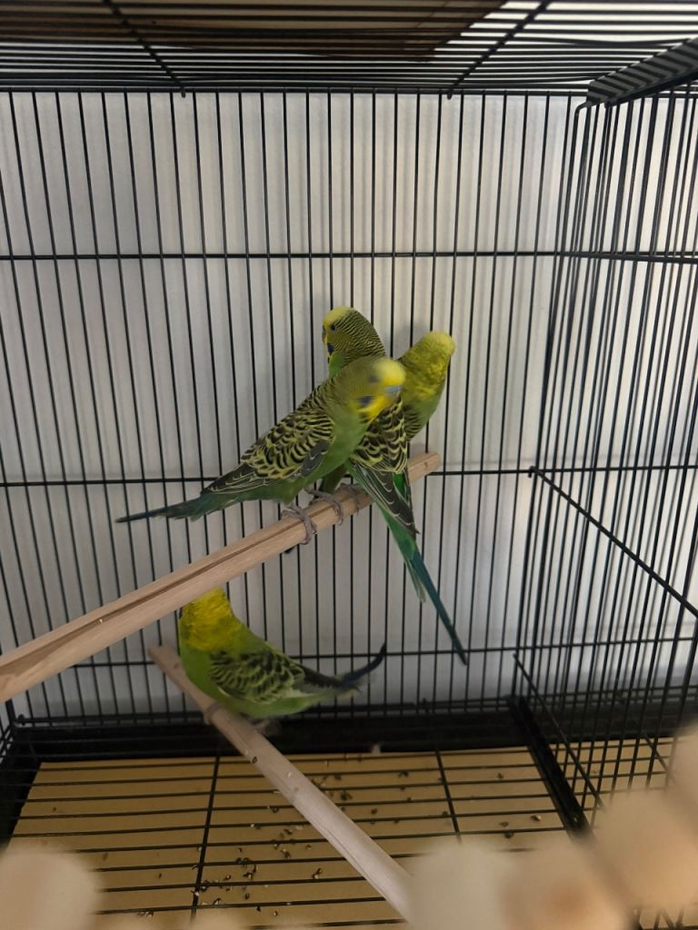 Mixed young budgies 