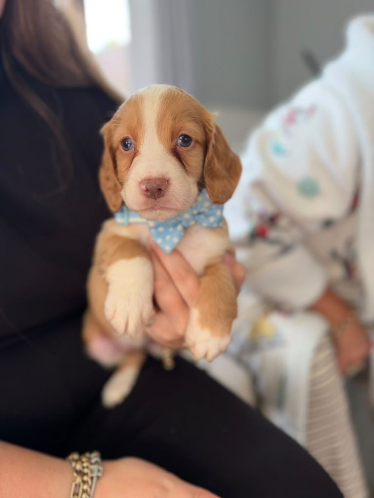Cocker Spaniel puppies
