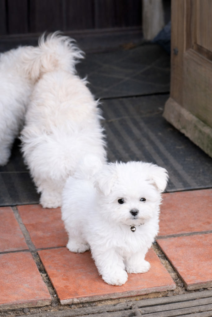 Beautiful Morkie puppy