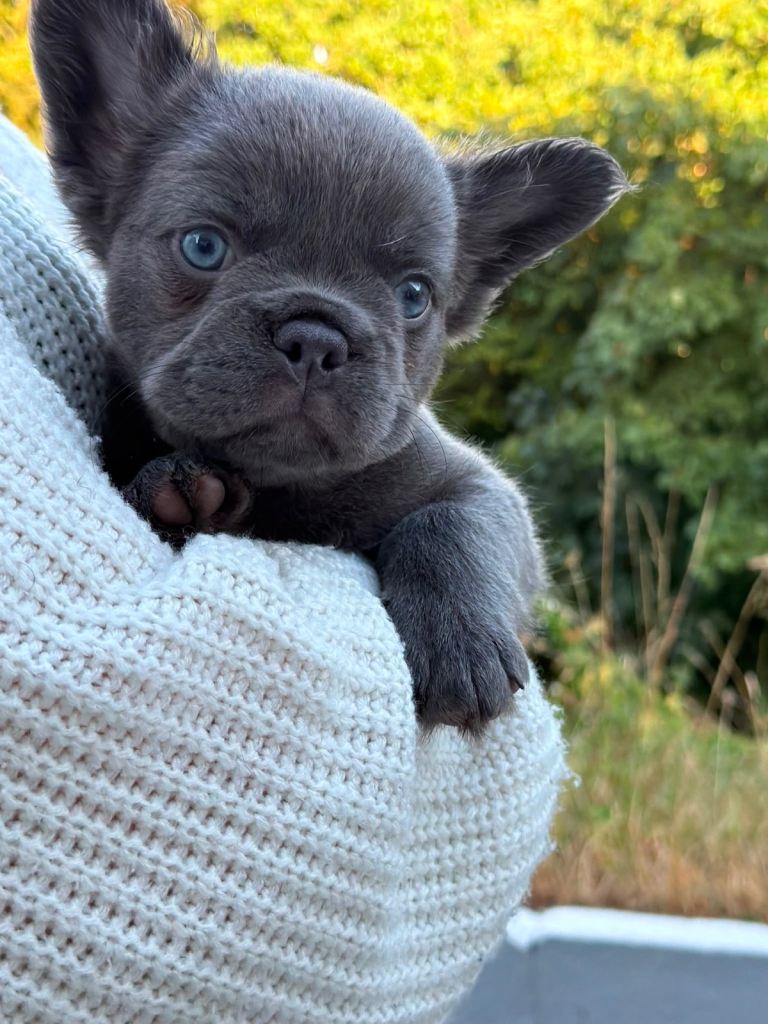 Lilac Visual Fluffy Female French bull dog frenchie