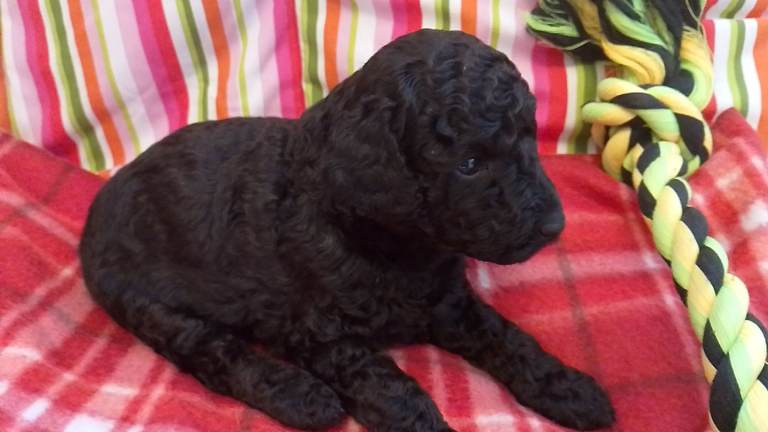 Miniature Poodle puppies - KC registered 5*