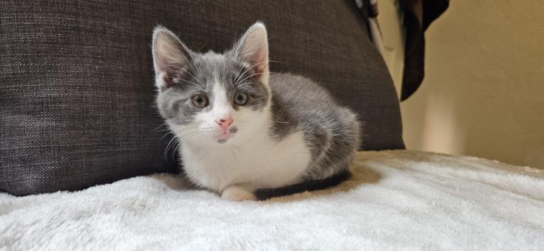 Kittens 
