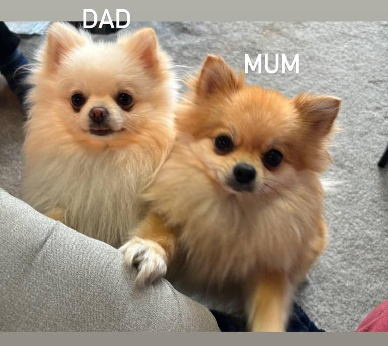 Beautiful Pomeranian Puppies – Ready Soon 🐶✨
