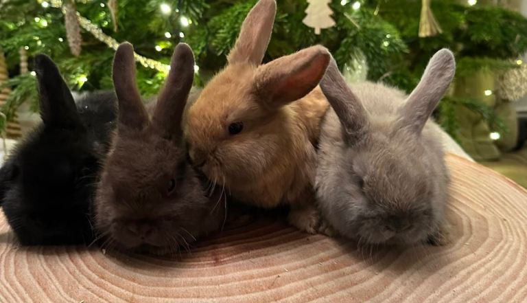 Baby mini lops Halosowen, West Midlands 