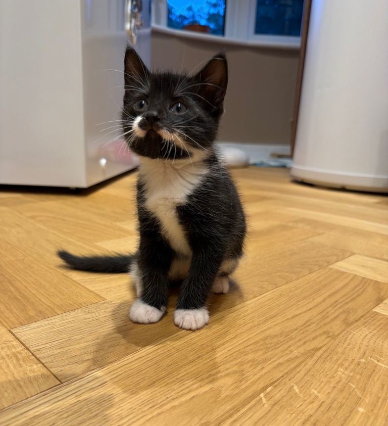 Kitten