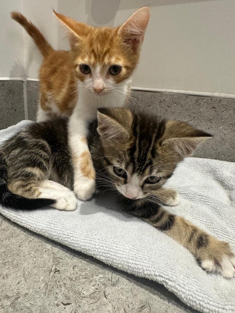 Two Gorgeous kittens for sale 