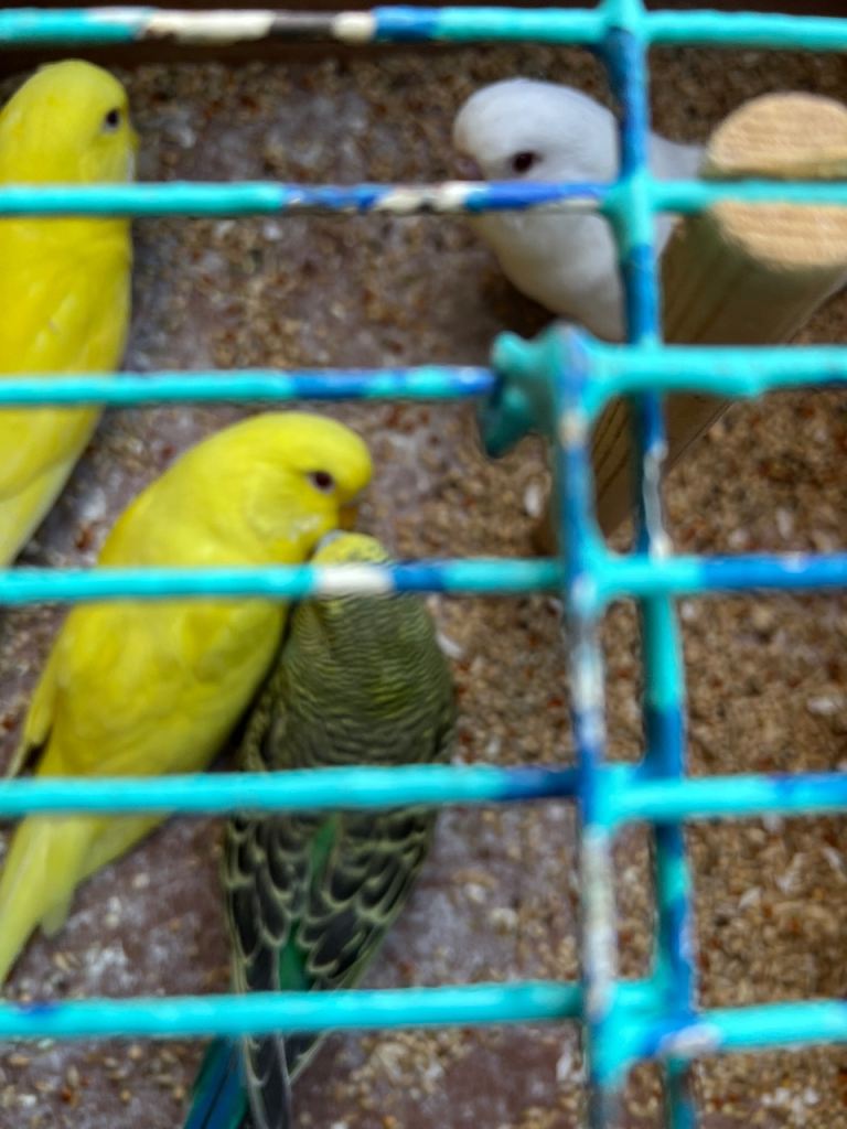 Budgies 