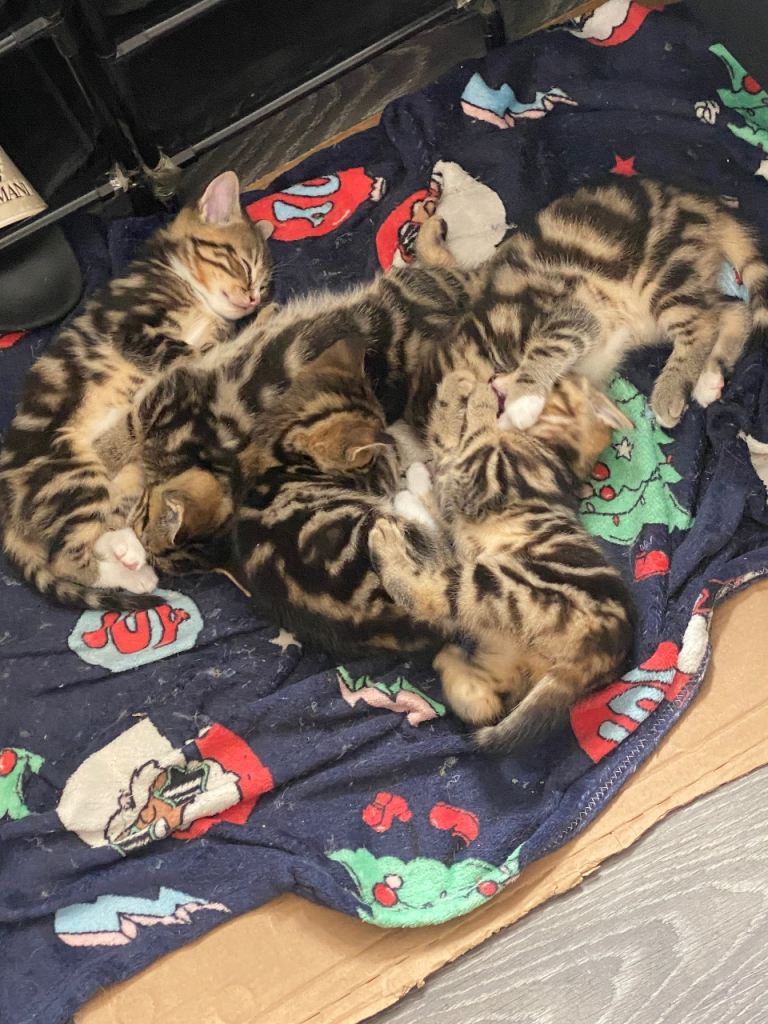 Adorable Healthy Kittens 3 Girls 2 Boys