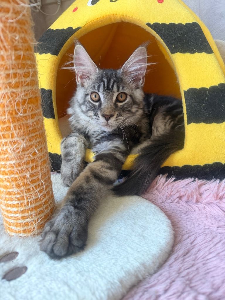 TICA registered kittens 