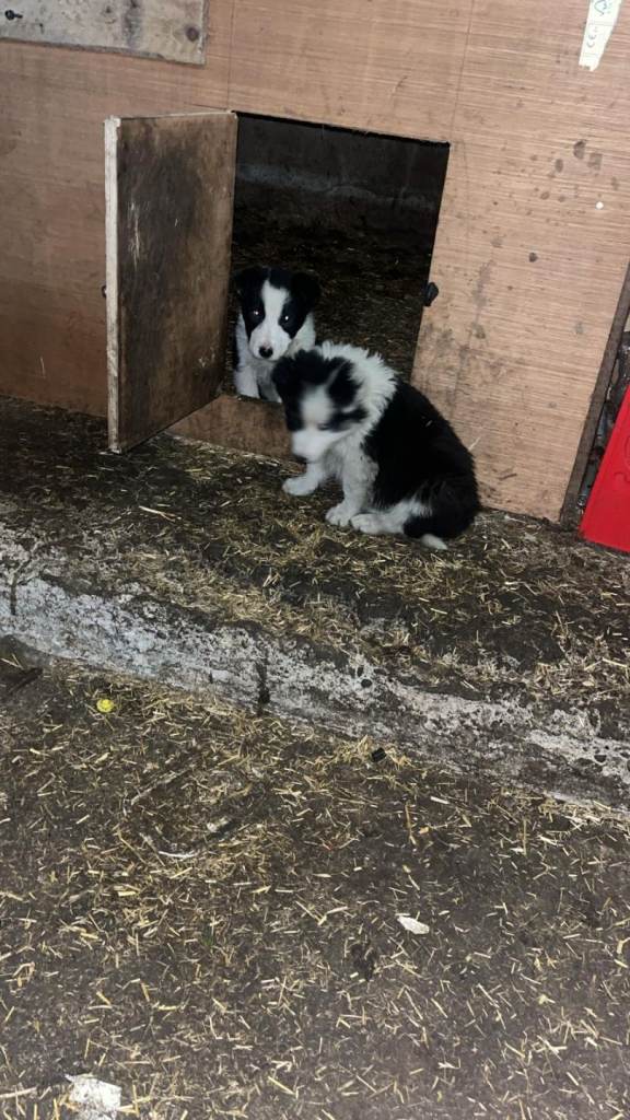 Collie pups