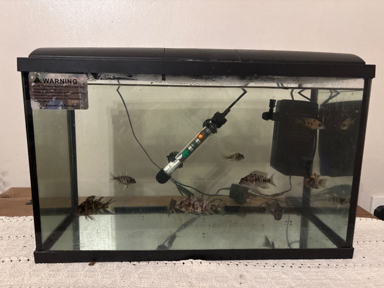 25l fish tank and contents including 10 malawi