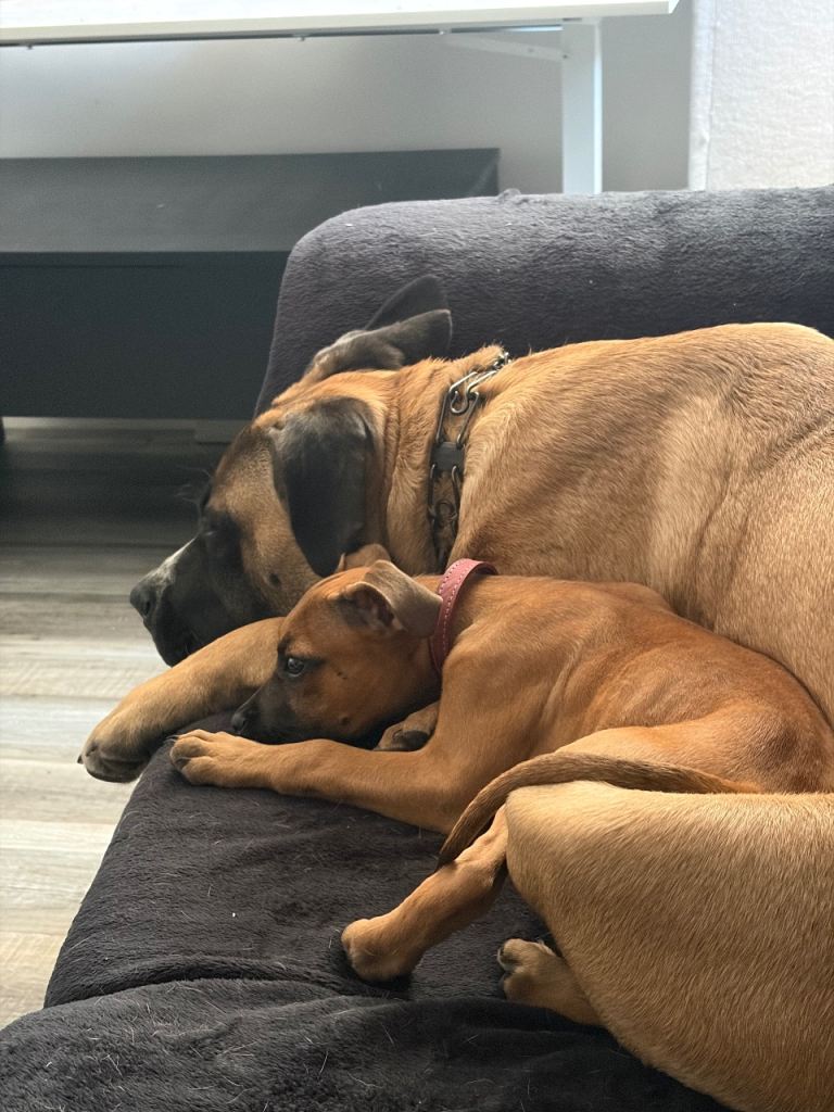 2 Cane corso puppies £400 each 