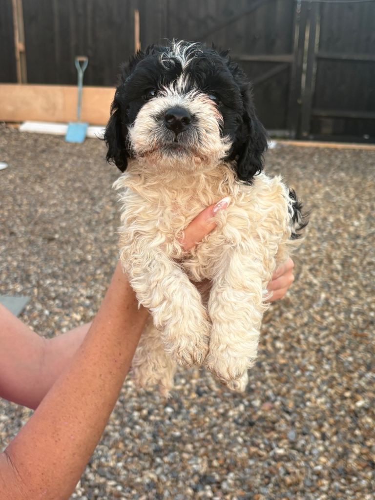 Beautiful Cockapoo Puppies – 1 Boy & 5 Girls – Ready for Loving Homes – £800