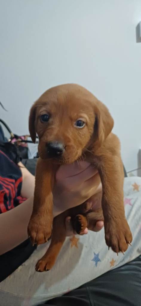 FOX RED LAB RETRIEVER PUPS STUNNING COLOUR 