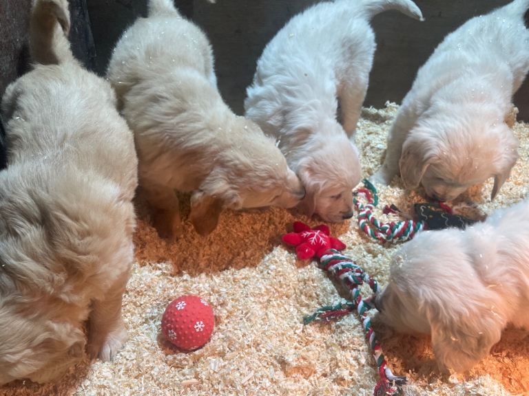 Golden retriever pups 