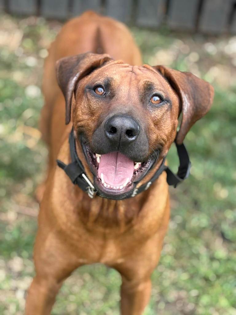 Rhodesian Ridgeback Adult 