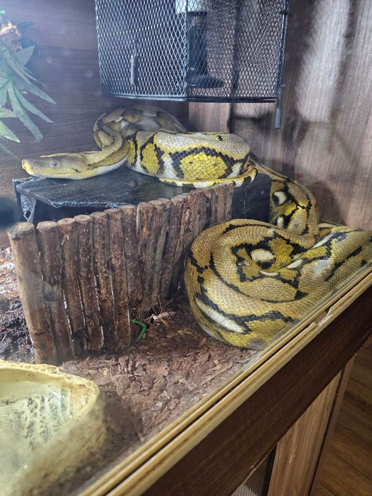 Reticulated Python 